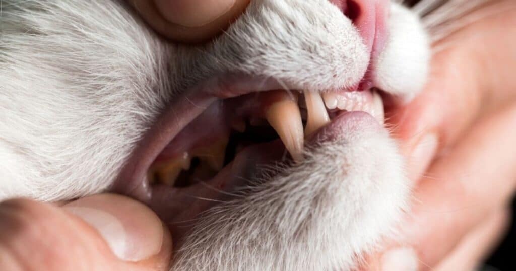 Feline Dental Care Basics
