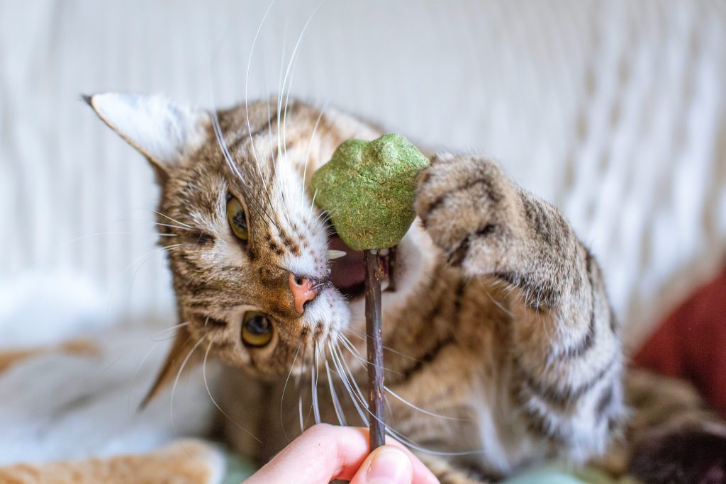 What Human Foods Can My Cat Eat?